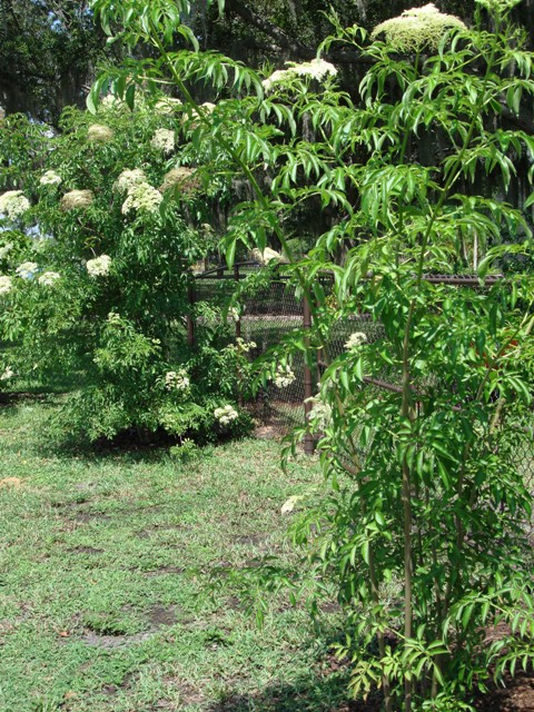 What do elderberry bushes look like?