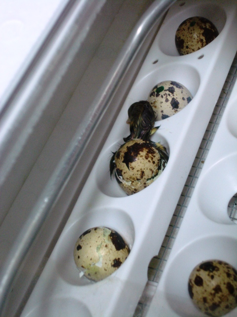 baby quail hatching in incubator