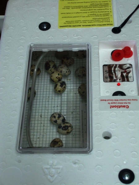 Quail eggs in the incubator with the automatic egg turner taken out.